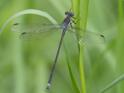 Archilestes grandis (Great Spreadwing) male-2.jpg